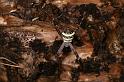 Argiope_keyserlingi_D7899_Z_88_North Stradbroke island_Australie